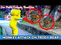 Teddy bear attack on monkey   teddy bear prank  am action