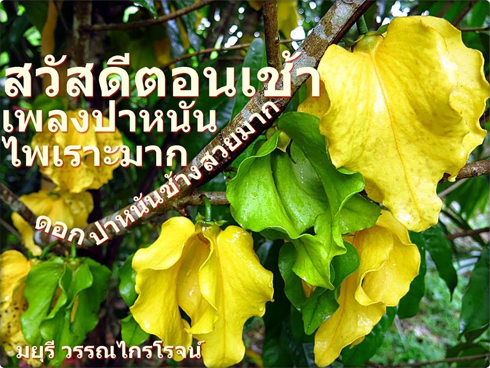 สวัสดีตอนเช้า ดอกปาหนันช้าง สวยมาก Good morning! Phanan Chang Thailand