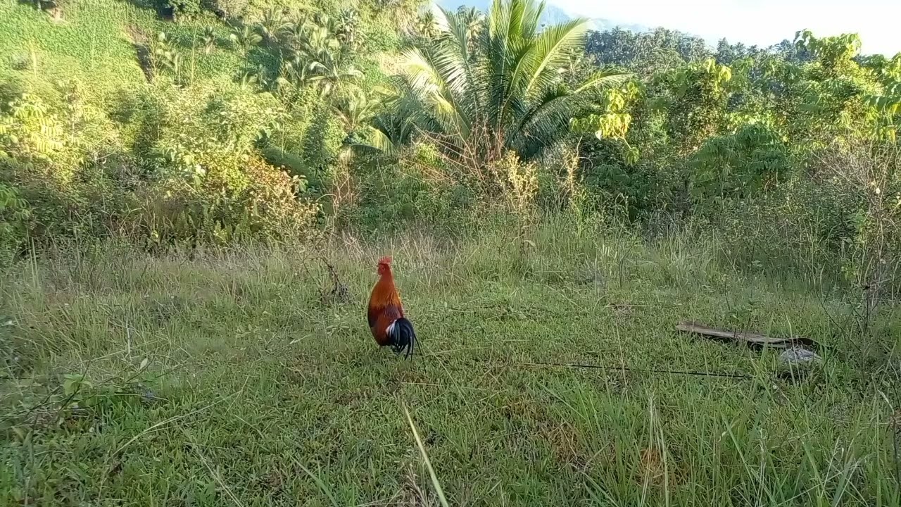 Dec21#Red jungle fowl.Pwedi n kayang gawing pangati mga ka hunter