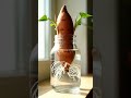 Sweet Potato Vine Growing Indoors
