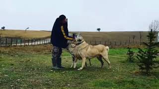 Gerçek Kangalar - Cesur & Yildiz