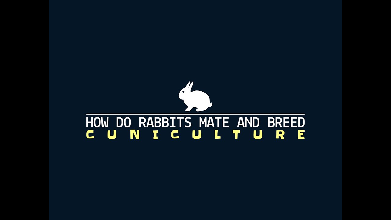 HOW DO RABBITS MATE AND BREED YouTube