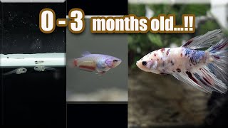 BETTA fish GROWTH ( from Eggs   3 months )