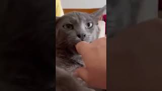 Смешное видео #shorts #коты #funny #cat #dog #собаки #animals