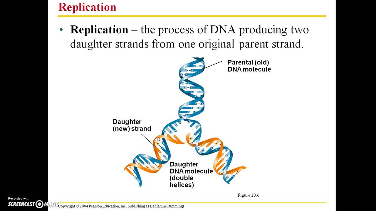 Functions of DNA and its structure Functions of DNA and its structure