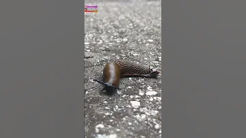 قصة سيدنا سليمان والنملة والدودة العمياء جزء2 