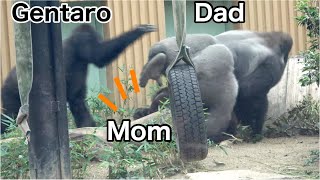 Interrupting a gorilla couple's lovemaking? Gentaro. Or trying to protect Mom｜Momotaro family