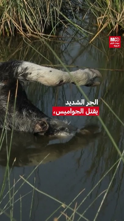  :    ӕ   
 - نشر قبل 44 دقيقة