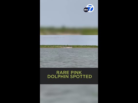 Pink dolphin spotted