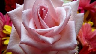Красивая японская песня и розы Beautiful Japanese song and roses