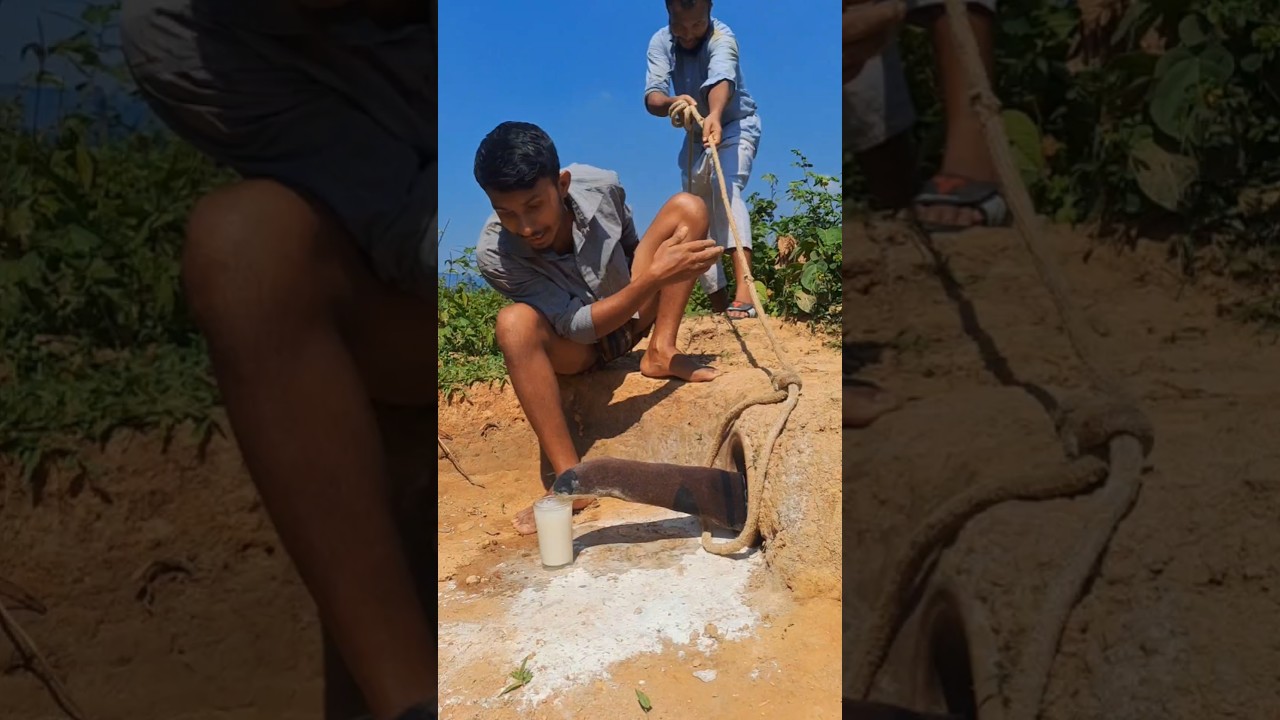 The snake is drinking milk 🤫🤫 Then 