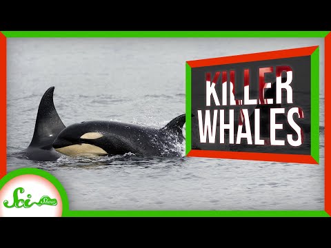 5 Ways Orcas Have Earned the Nickname “Killer Whale”