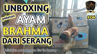 Unboxing Paket Ayam Hias Brahma Ayam Brahma Alfariq Farm