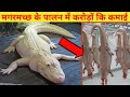 मगरमच्छ के पालन में करोड़ों कि कमाई।।crocodile ke pharming mein karodon ki kamai। crocodile farming