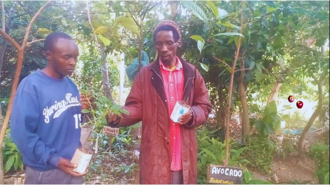 Rare Fruit Tree Nursery in Machakos sells over 1000 Varieties #agriculture #farming