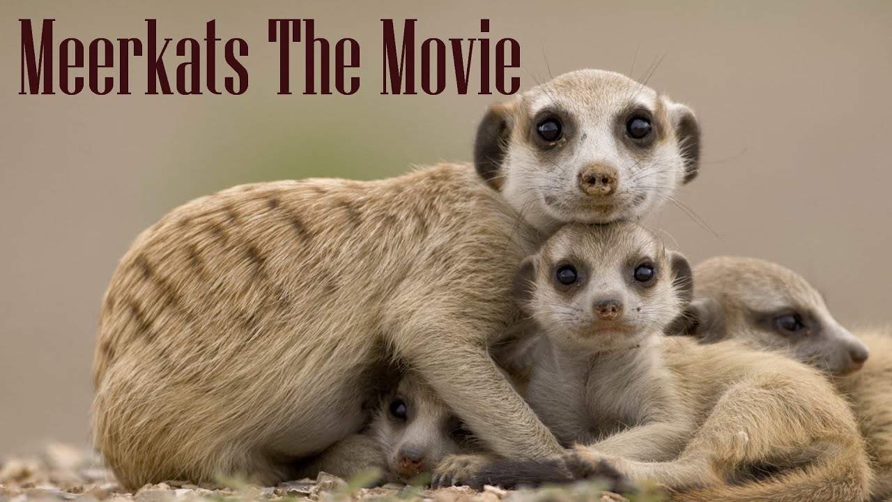 Meerkats The Movie YouTube