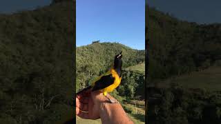 Canto del turpial toche (Icterus chrysater) conocido cómo Bolsero dorso dorado. Nativo de Colombia.😍