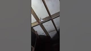 Rekomendasi SP Walet Putih (link di deskripsi) InsyaAllah Respon Joss, LMB Magnet Ax5000 piezzo Ax65