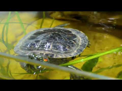 Is it OK to release a red eared slider turtle