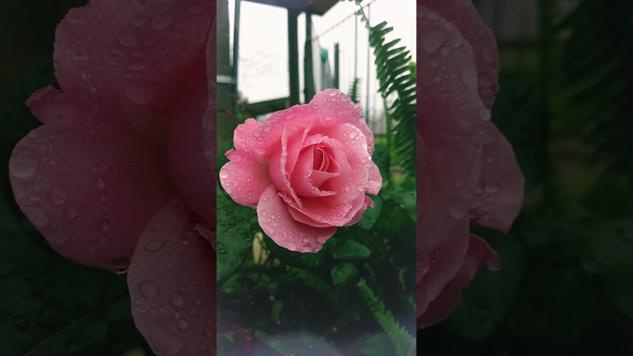 Gül Dalına - Ramazan Toprak #ilahi #menzil #menzililahileri