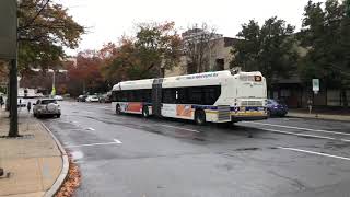 Beeline Buses