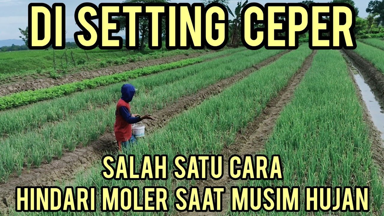 SETING PUPUK BIAR TANAMAN TIDAK MOLER SAAT MUSIM HUJAN