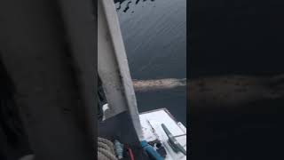 Seal swimming upside down...
