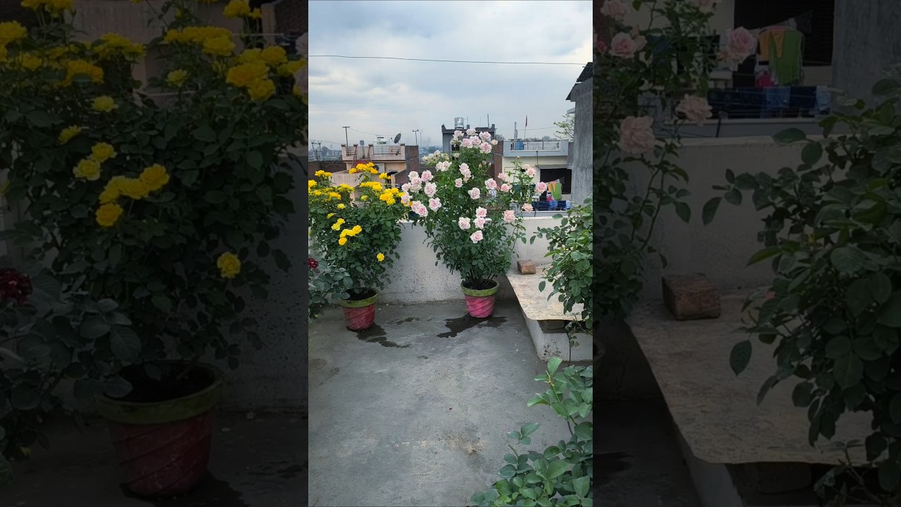 lagerfeld rose , yellow rose, rose blooming, terrace gardening #garden #rose #flowers