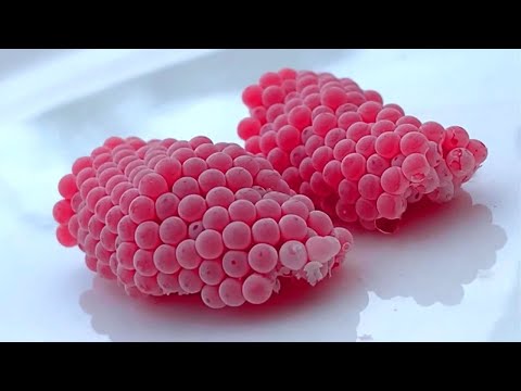 ASMR Crushed snail eggs | Apple snail Eggs ASMR 🐌15