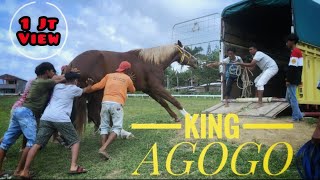 KUDA PACU TERTINGGI DI INDONESIA || JENIS G ( GENERATION ) 6 || KING AGOGO / HIJRAH KE PULAU JAWA