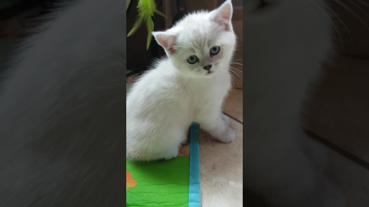 Bkh Vom Schneebärchen