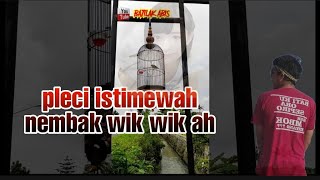 Pleci sejalur panjang nembak wik wik ah