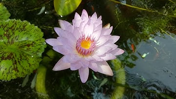 Nuôi cá bảy màu, cá hồng kim và cá trân châu trong chậu xi măng trồng hoa súng 2019