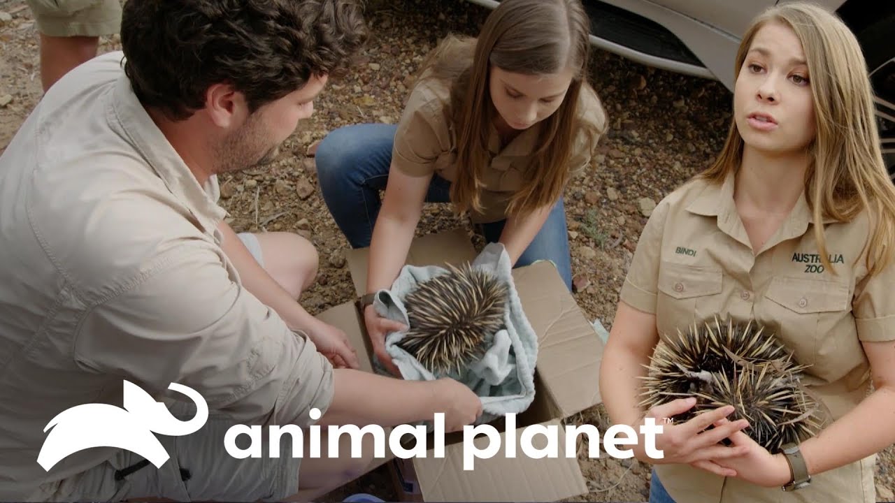 Resgate de equidna na estrada | A Família Irwin: Robert ao resgate | Animal Planet Brasil
