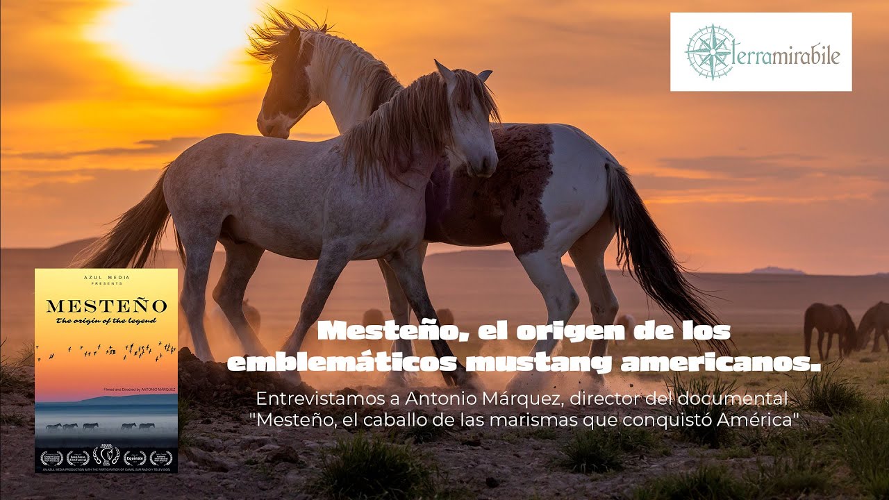 Mesteño, el origen de los emblemáticos Mustang americanos