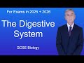 GCSE Science Revision Biology "The Digestive System"