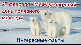 Белый Медведь. 27 Февраля Международный День Белого Медведя. Интересные Факты