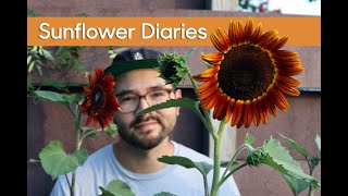 Sunflower Diaries • Growing Different Varieties & Seed Collecting