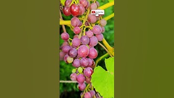 Our Homegrown Garden Grapevine 🍇🌟