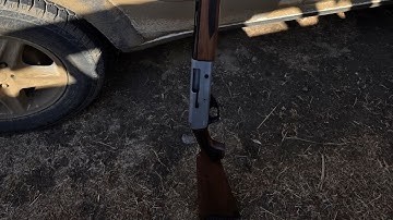 Legacy sports  Pointer FT3 20 gauge