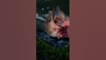 Ultralight Fishing with NEW Shimano Aldebaran bfs 22 #ultralightfishing  #tsurinoya #shimano