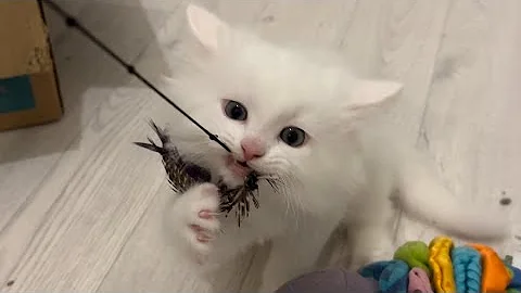 Watch the video about Our Turkish Angora (Ankara Kedisi) kitten Snowball playing with the feather toy 🪶🐈😸