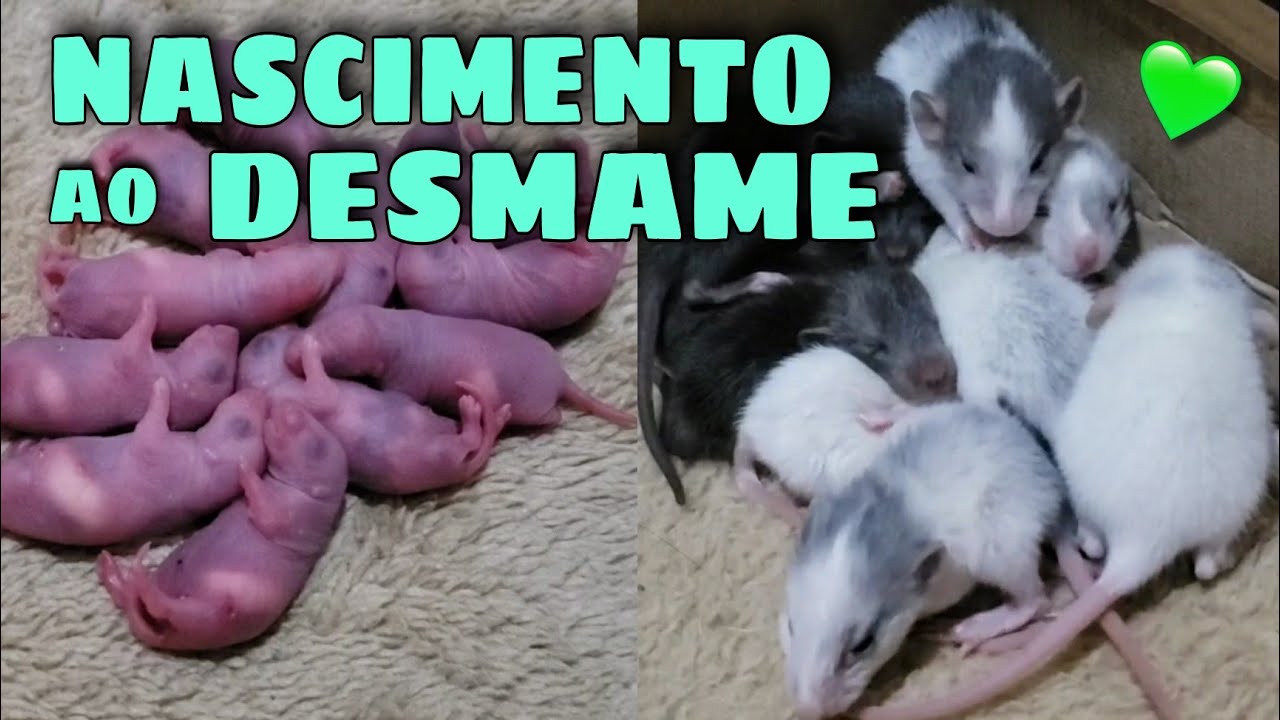 Quanto É Uma Ninhada De Ratos?