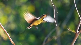 Nature's Precision: Purple Sunbird Snatching Insects on the Fly