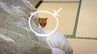 待ち伏せドッキリ練習中の月 Luna Practicing Her Surprise Attack