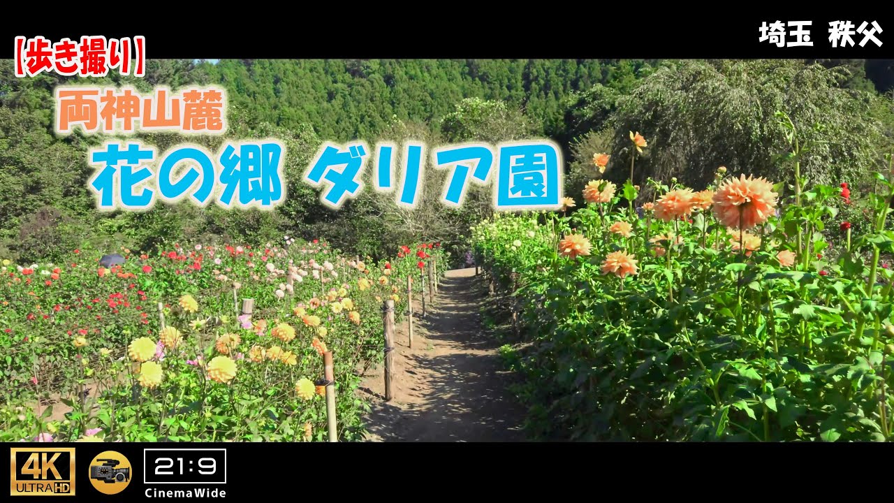 歩き撮り 両神山麓 花の郷 ダリア園 埼玉 秩父 ４k 21 9 Saitama Walking Video Youtube