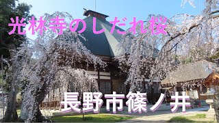 長野市しだれ桜の名所「光林寺」桜が満開(2023.3.29撮影)
