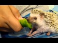 Cute hedgehog eats a green pepper