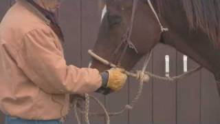Bridles and Bits