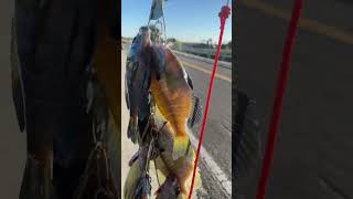 Bluegills Sacramento ca